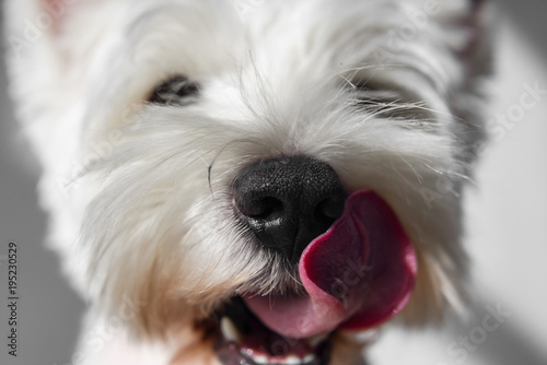 White Dog with black nose licking his paw closeup