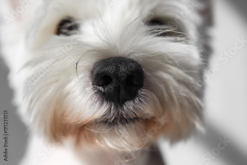 White Dog with black nose closeup. Westie close up