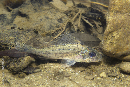 Freshwater fish Ruffe  Gymnocephalus cernuus  in the beautiful clean pound. Underwater photography in the river habitat. Wild life animal. Ruffe or Kaulbarsch in the nature habitat with nice backgroun