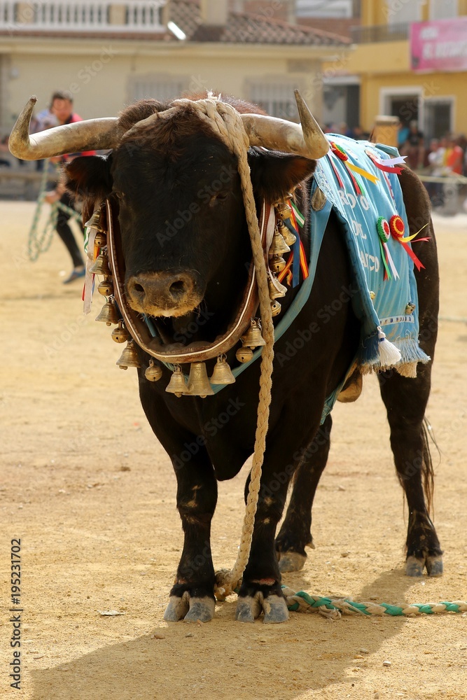 toros en españa toros en españa