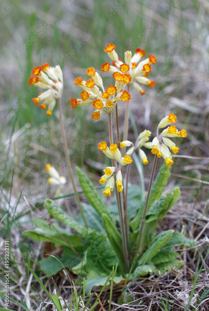 Yellow and orange cowslip flower (latin name: Primula veris) Yellow and orange cowslip flower (latin name: Primula veris)