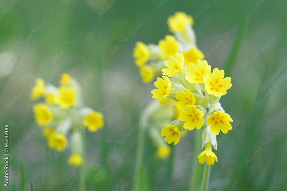 Closeup of yellow cowslip flower (latin name: Primula veris), green background