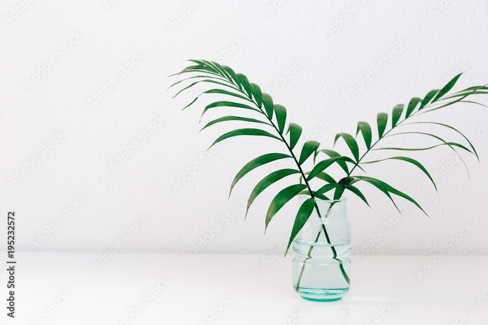 Single green leaf plant in vase on white background. Concept and minimalism. - obrazy, fototapety, plakaty 