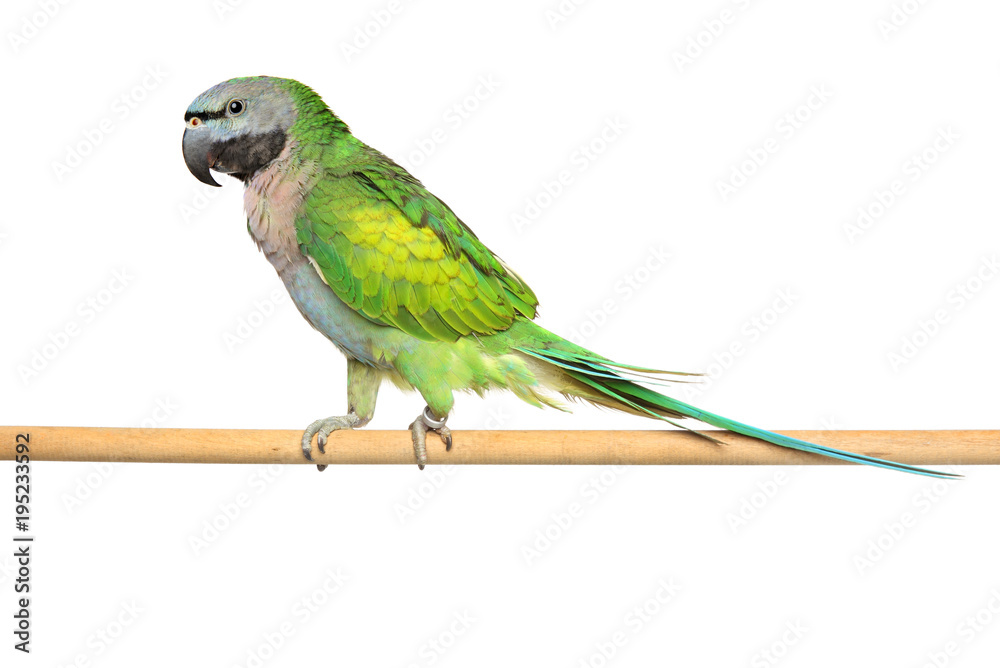 Naklejka premium Derbyan parakeet on a wooden perch