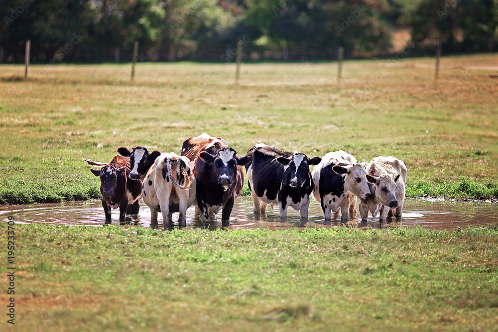 Small Herd of Holstein Cows Huddled together in a Water Puddle on a Hot Summer Day Small Herd of Holstein Cows Huddled together in a Water Puddle on a Hot Summer Day
