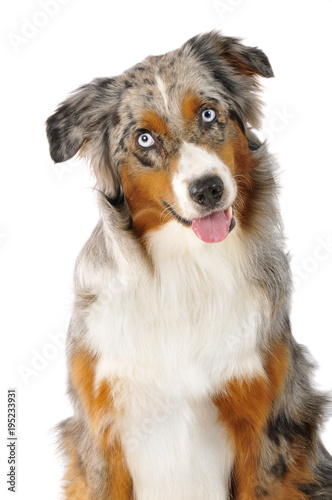 Australian Shepherd isoliert auf weißem Grund