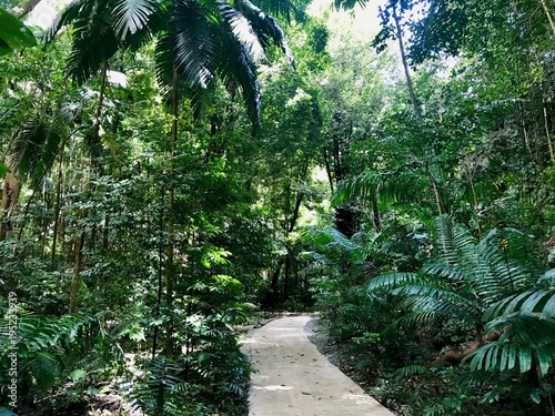 Path through untouched lush nature at a gully in the  Saint Thomas Parish of Barbados (Caribbean Island of the West Indies)