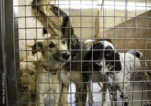 Dog in kennel