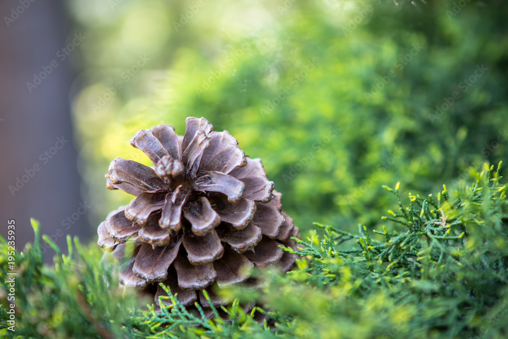 Fototapeta premium Pine-cone on the branch