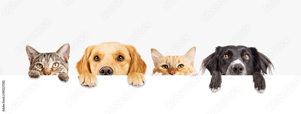 Dogs and Cats Peeking Over Web Banner - obrazy, fototapety, plakaty 