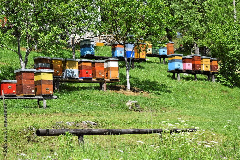 Beekeeping in a countryside yard
