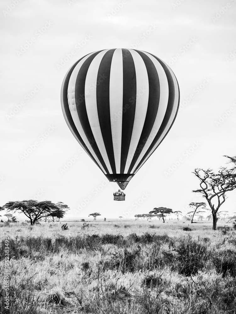 Fototapeta Gorące powietrze balonowy lądowanie w afrykańskiej sawannie. Obraz czarno-biały.