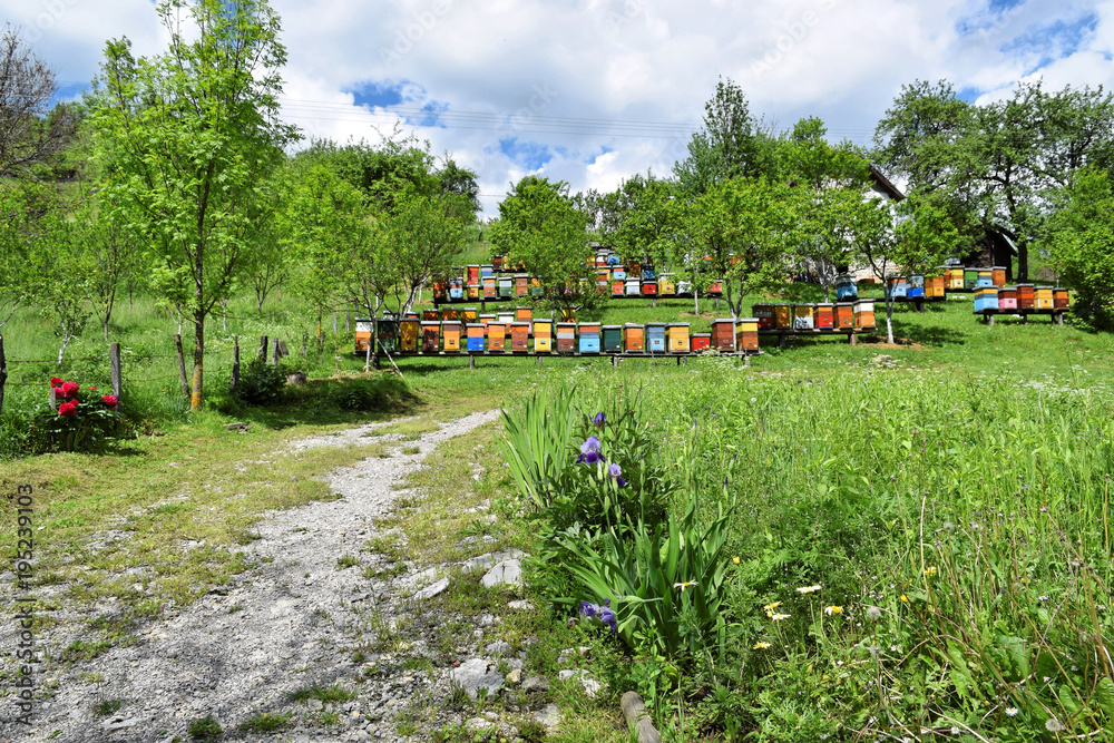 Beekeeping in a countryside yard Beekeeping in a countryside yard