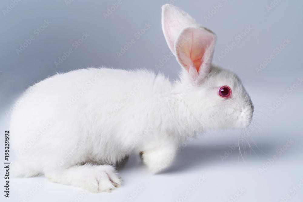 White rabbit on a light gray background.