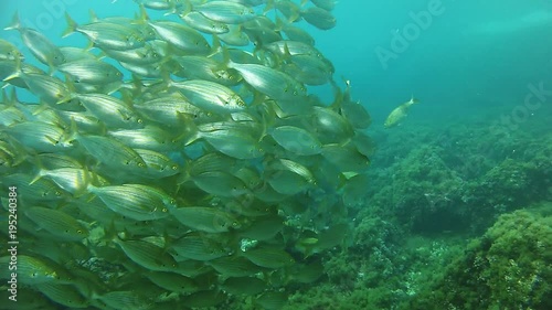 Scuba diving Underwater landscape Salema fish bait ball in a reef photo