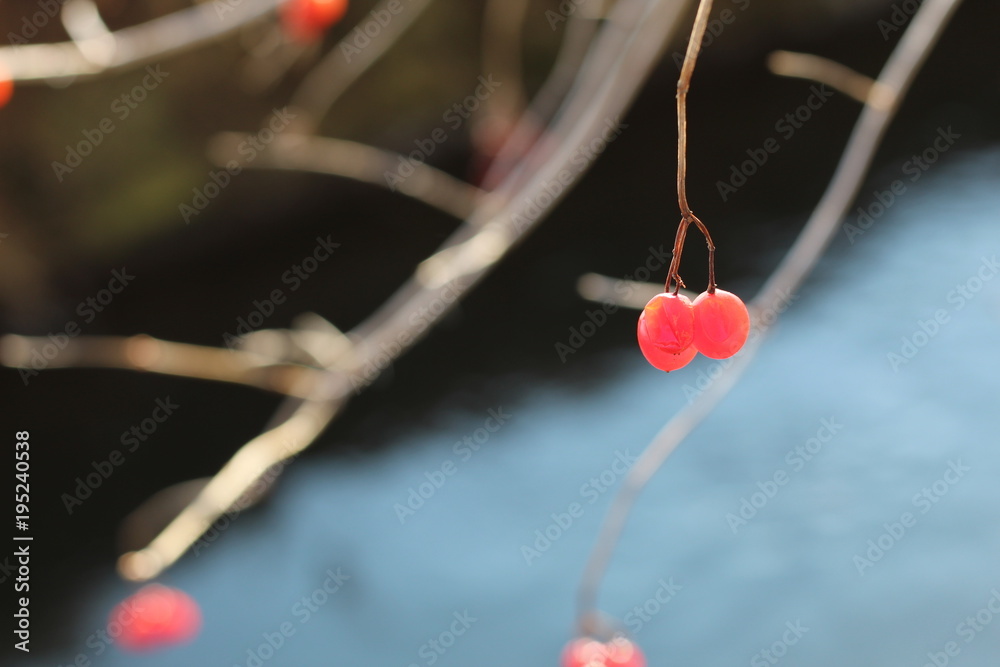 Rowanberry Rowanberry