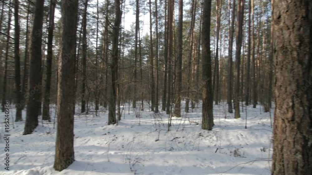 Panorama of the winter forest from left to right and back. Panorama of the winter forest from left to right and back.