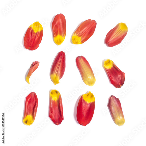 Set of 12 red tulip petals on white background