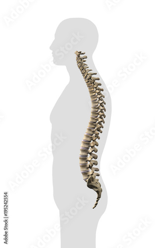 Human Spine Side View on White Background