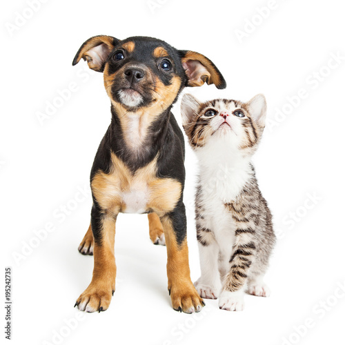 Young Kitten and Puppy Together Looking Up © adogslifephoto