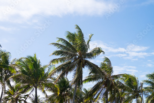 Wallpaper Mural Coconut trees in Praia do Forte, Bahia, Brazil Torontodigital.ca