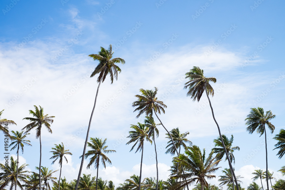 Obraz premium Coconut trees in Praia do Forte, Bahia, Brazil