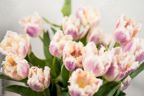 White background with tulips