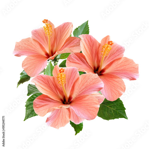 tender pink hibiscus flowers bouquet isolated on white background
