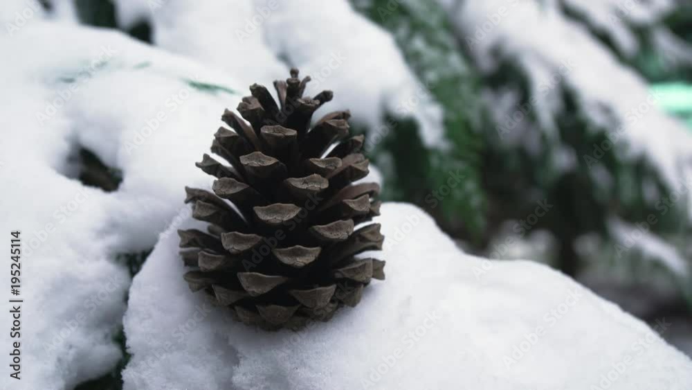 Close up view of a pine cone Close up view of a pine cone