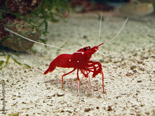 Red Fire Shrimp (Lysmata Debelius)