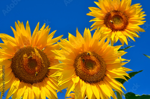 Fototapeta Naklejka Na Ścianę i Meble -  Young sunflowers bloom in field against a blue sky