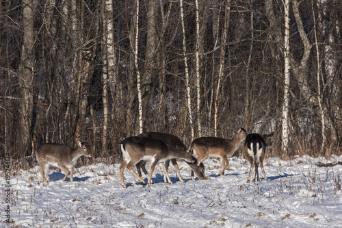 Flock of Fallow deer  Dama dama 
