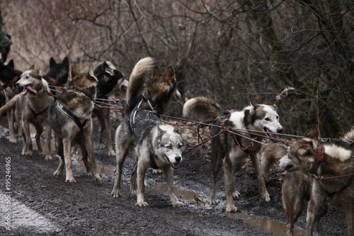 Sleddogs on the wet road