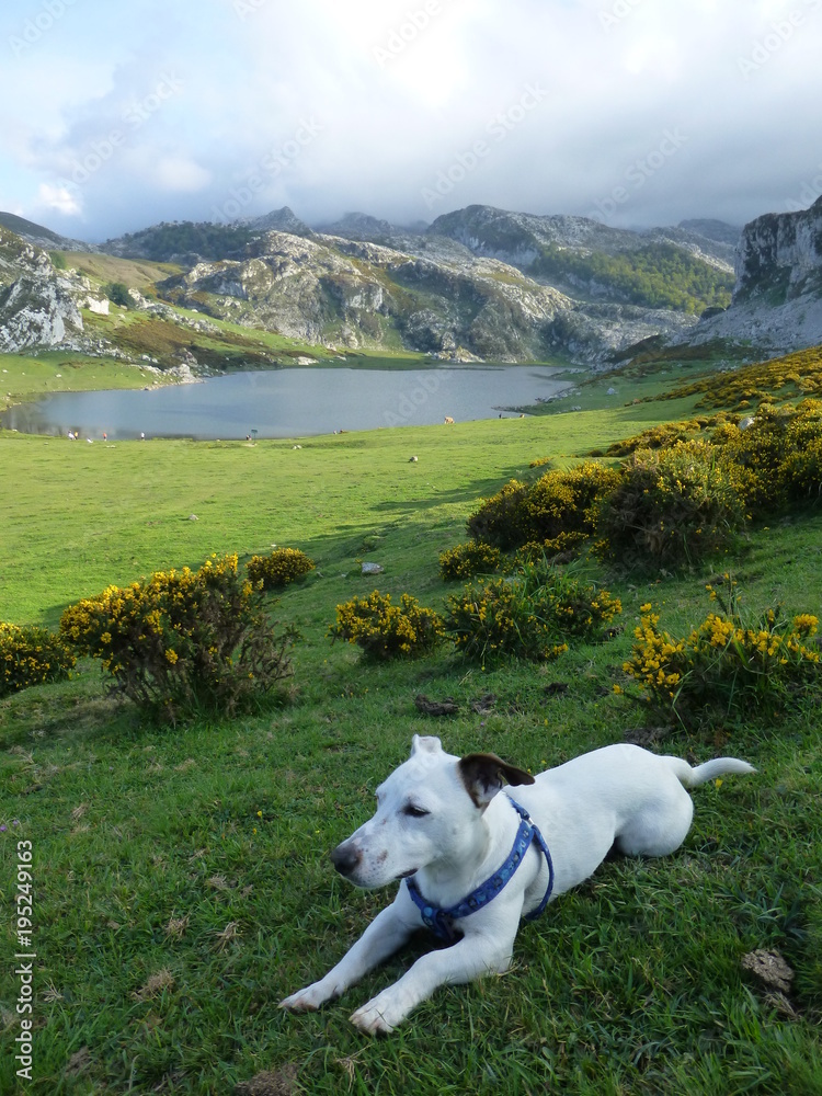 Perro Jack Russell en Lagos de Covadonga en los Picos de Europa en la  parroquia del concejo de Cangas de Onís en el Principado de Asturias,  España Stock Photo | Adobe Stock