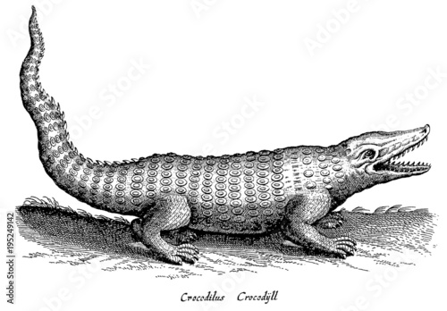 Crocodile with open mouth and erect tail in side view (after a historical woodcut or engraving from the 17th century)