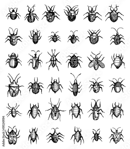 Group of different bugs isolated on white background, after antique woodcut engraving from 17th century