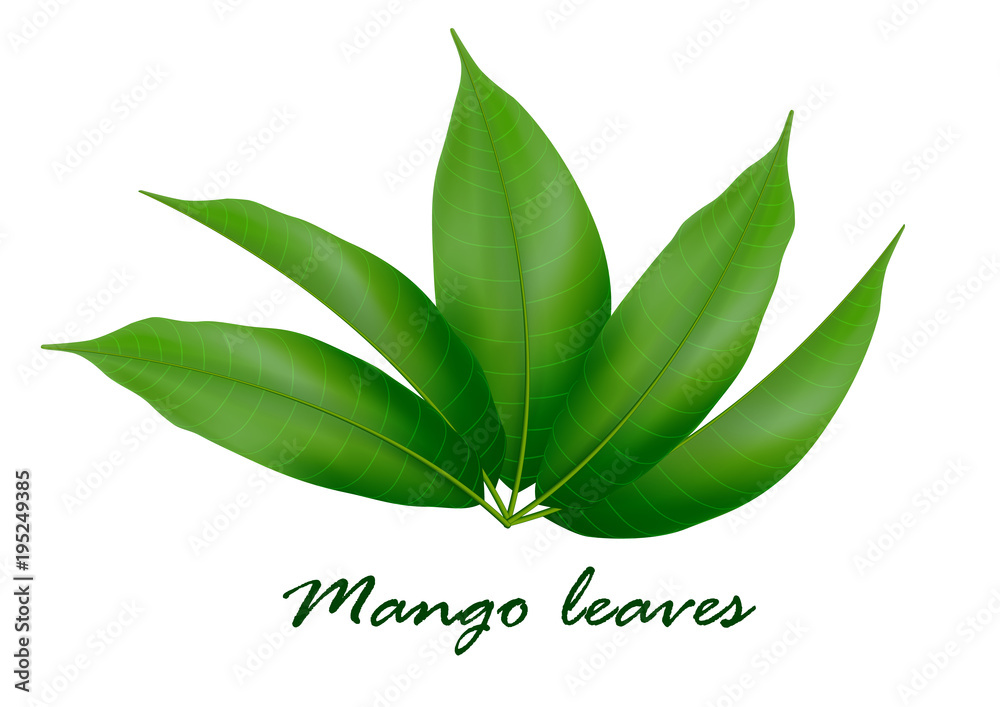 Mango leaves background for banner, celebration, holiday, packaging, poster. Vector.