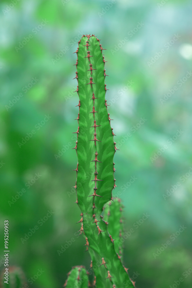 green cactus close up can be used as background green cactus close up can be used as background