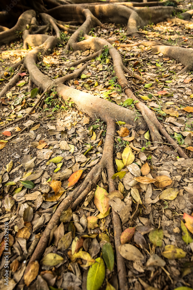Tree Roots Tree Roots