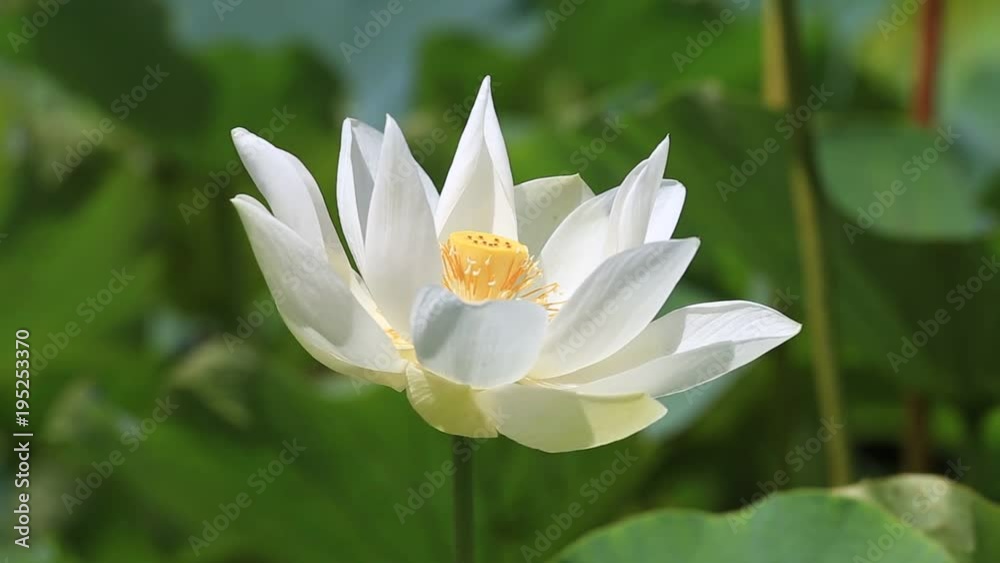 White water lotus in Botanical Garden. Island Mauritius . Close up White water lotus in Botanical Garden. Island Mauritius . Close up