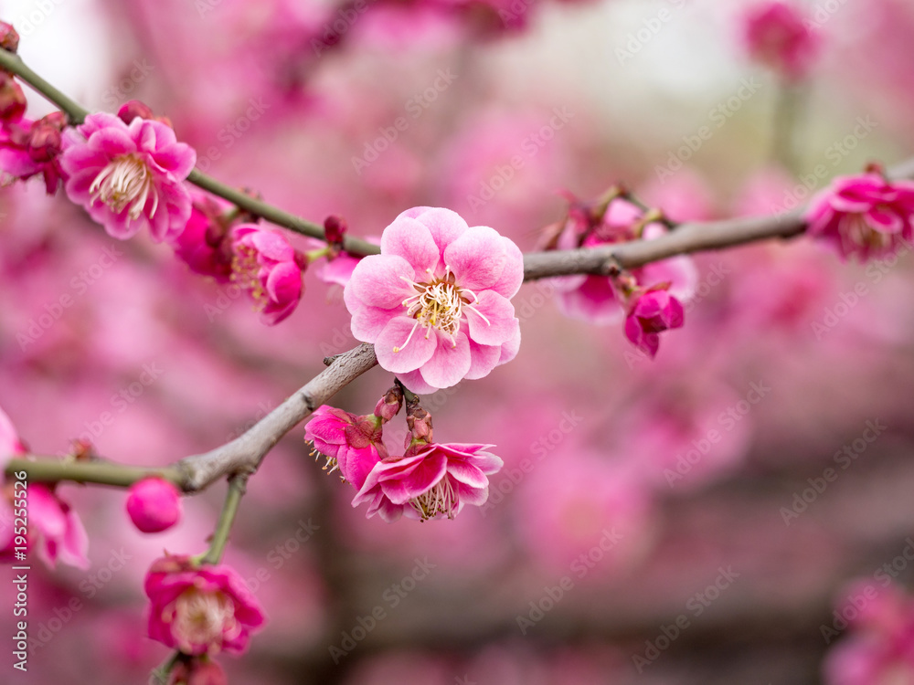 Flowers in spring series: plum blossoming in spring, it is the only remaining last winter flower, is the earliest blooming flower in spring. It shows struggle and pride. Flowers in spring series: plum blossoming in spring, it is the only remaining last winter flower, is the earliest blooming flower in spring. It shows struggle and pride.