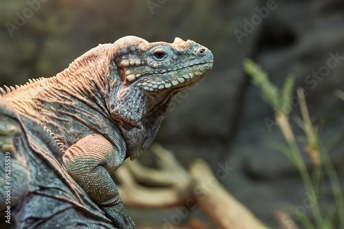 Iguana resting position