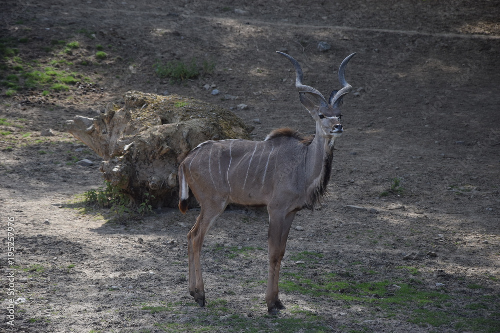 Obraz premium Antilope