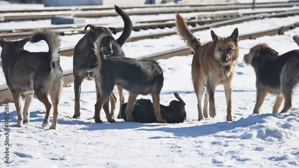 flock of homeless wild dogs next to the railway winter. the problem of abandoned pets flock of homeless wild dogs next to the railway winter. the problem of abandoned pets