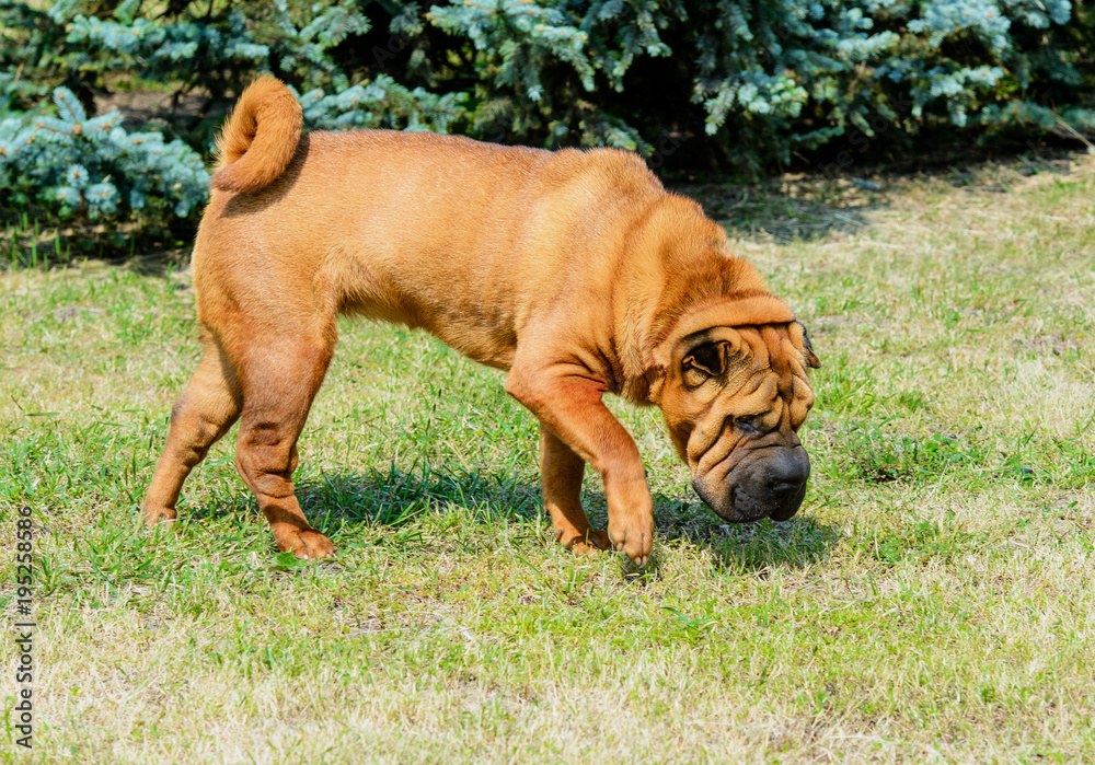 Shar-Pei dog. The Shar-Pei dog is on the grass in the park. Shar-Pei dog. The Shar-Pei dog is on the grass in the park.