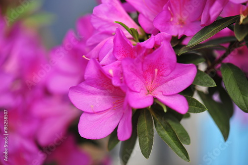 azalea