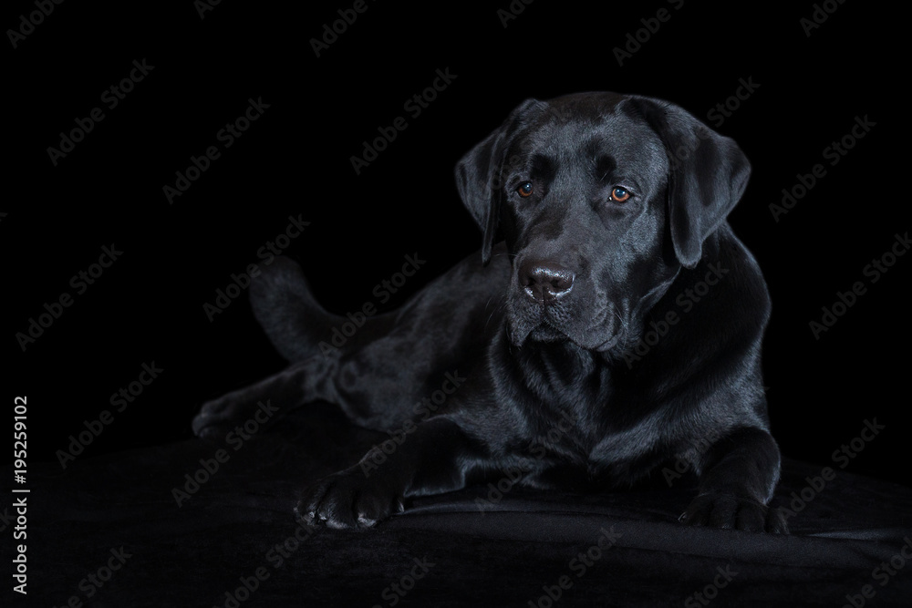 Beautiful young male dog labrador breed on black background Beautiful young male dog labrador breed on black background