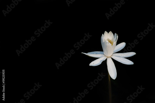 Fototapeta Naklejka Na Ścianę i Meble -  white water lily flower isolated on black background. nature concept