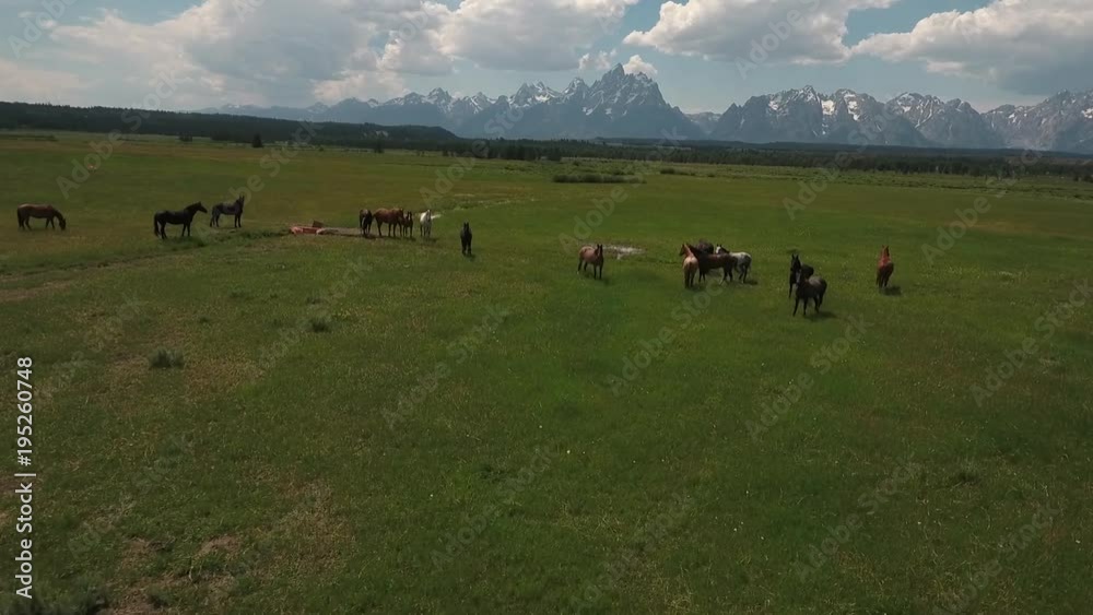 medium orbit left to right horses Drone aerial 4k, alpine, american west, grand tetons national park, jackson hole, mountains, nature, outdoors, rocky mountains, scenic, teton range, tetons, wildernes medium orbit left to right horses Drone aerial 4k, alpine, american west, grand tetons national park, jackson hole, mountains, nature, outdoors, rocky mountains, scenic, teton range, tetons, wildernes