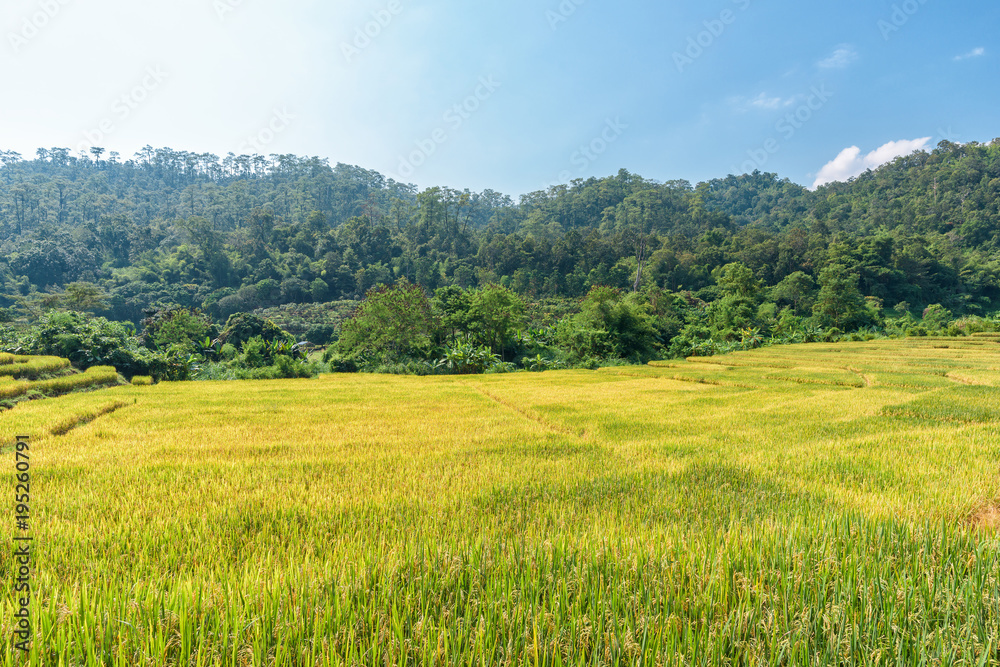Rice fields on terraced of Chiang Mai, Thailand.